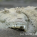 crocodile_american_tar_h_0038_cos0317.jpg